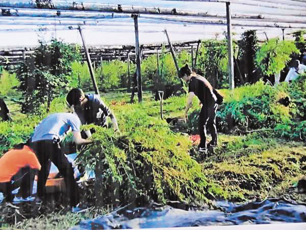 大麻這個出現在社會新聞裡的「毒品」,近年來被發現也是極具醫療潛力的植物。
