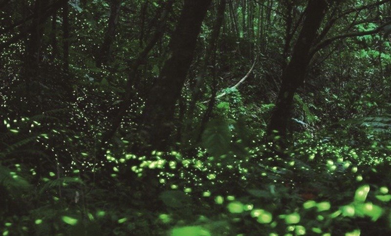 明德山莊就在七堵火車站旁，每到初夏夜晚，總是有漫天飛舞的螢火蟲，成為觀察生態行家的新樂園。（翻攝自明德山莊臉書）