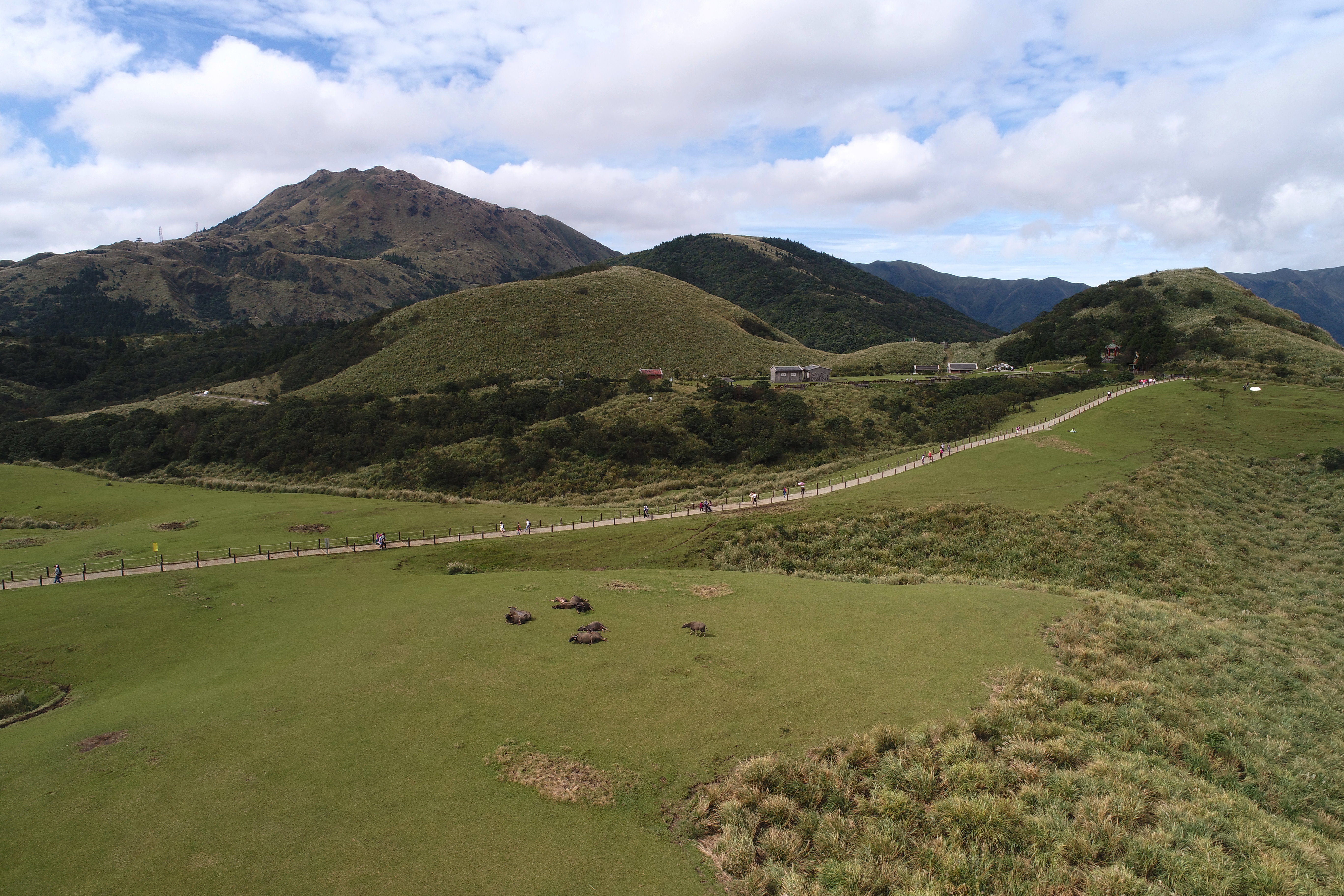 擎天崗牛隻撞死婦人判國賠。(翻攝自陽明山國家公園網站)