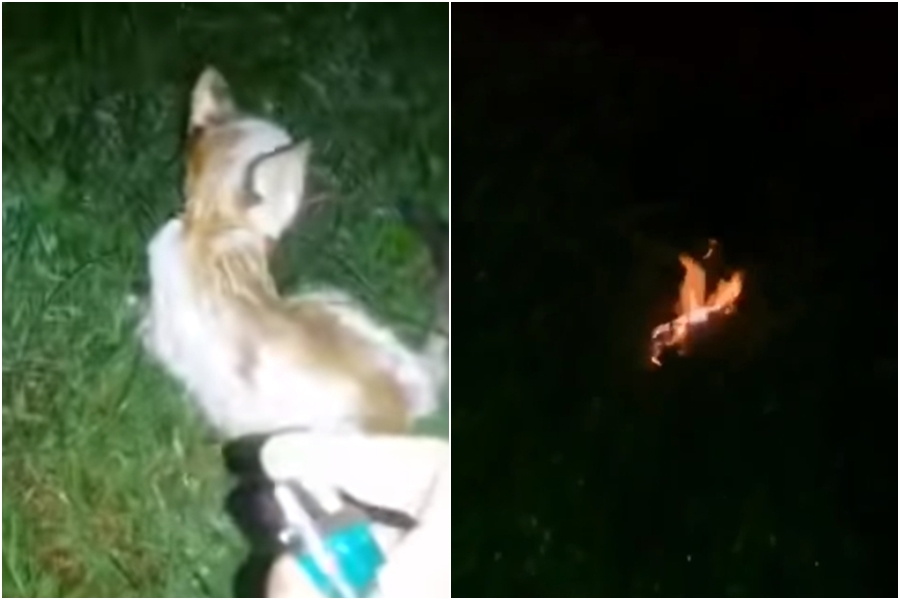 一隻幼貓全身被潑灑汽油後點火燃燒，最後被活活燒死。（翻攝臉書Persatuan Haiwan Malaysia - Malaysia Animal Association）