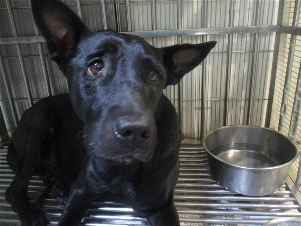 零安樂死政策反而導致收容所「爆量收容」，北市就超收了60％的流浪犬貓。（翻攝全國動物收容管理系統）