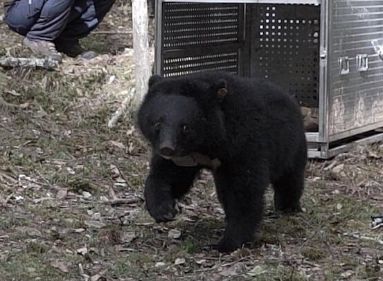 廣原小熊「Mulas」今年5月被野放，至今似乎已經找到有穩定食物來源的棲息地。（翻攝自林務局森活情報站臉書）