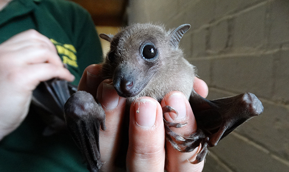 科學家希望解開蝙蝠的免疫系統之謎，「如果我們能搞清楚，也許我們能應用同樣原理，調節人體的免疫反應。」（翻攝cotswoldwildlifepark）