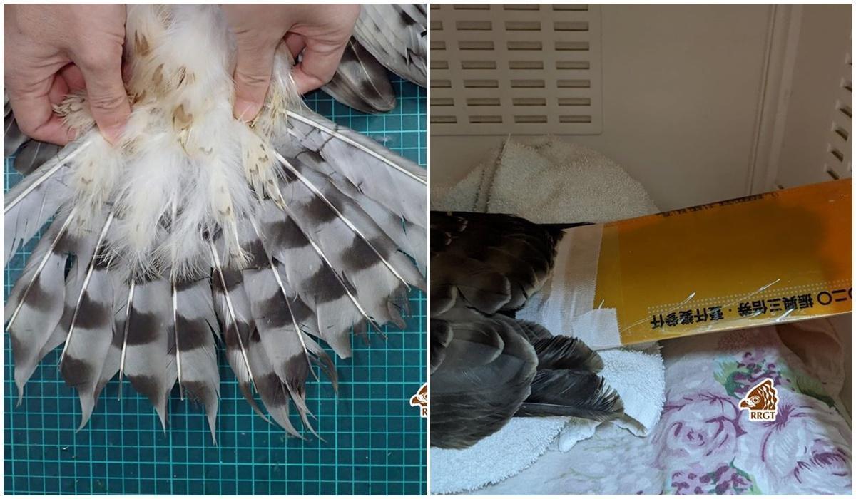 台灣猛禽研究會募集三倍券塑膠套,作為救治傷鳥的「尾羽套」。(翻攝自台灣猛禽研究會臉書)
