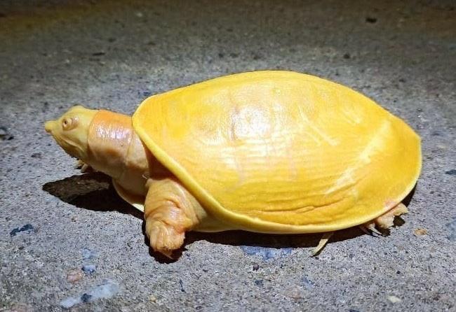 在印度被發現的黃金鱉,外殼和身體裡裡外外都是亮黃色,模樣令人驚豔。(翻攝自Susanta Nanda推特)