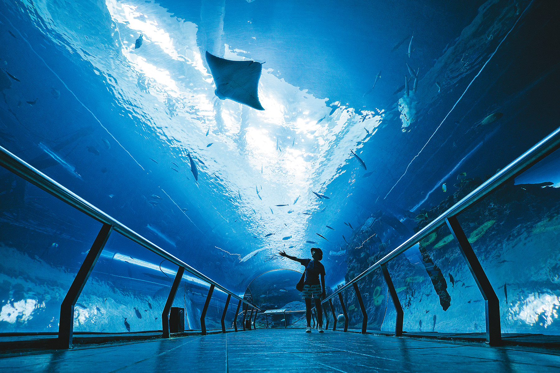 夜宿海生館的好處，是能早起趁著沒人時，到珊瑚王國館的海底隧道享受無人的安靜，還能與魟魚拍獨照。