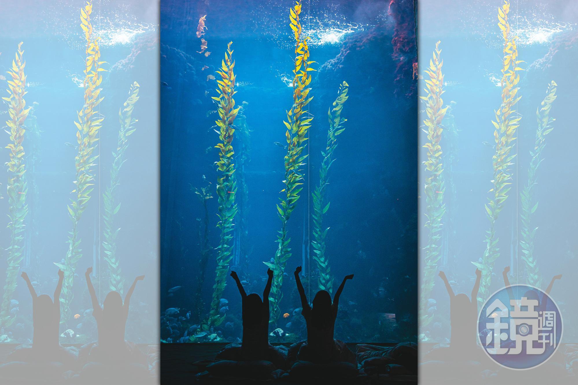 海藻森林的大水族箱能曬到太陽，因此睡在此處，能體驗早晨被陽光喚醒的滋味。