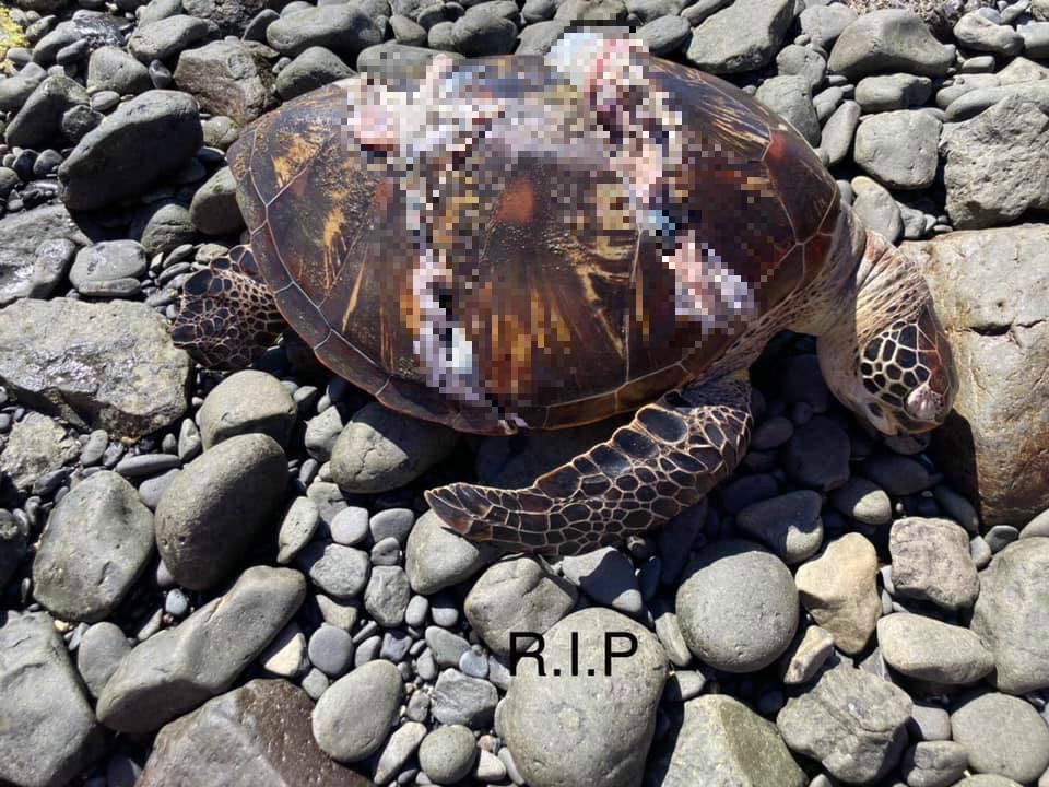 觀光客瘋離島旅遊,澎湖七美海龜遭船隻螺旋槳砍死。(翻攝自「沿著菊島旅行–澎湖資訊網」臉書)