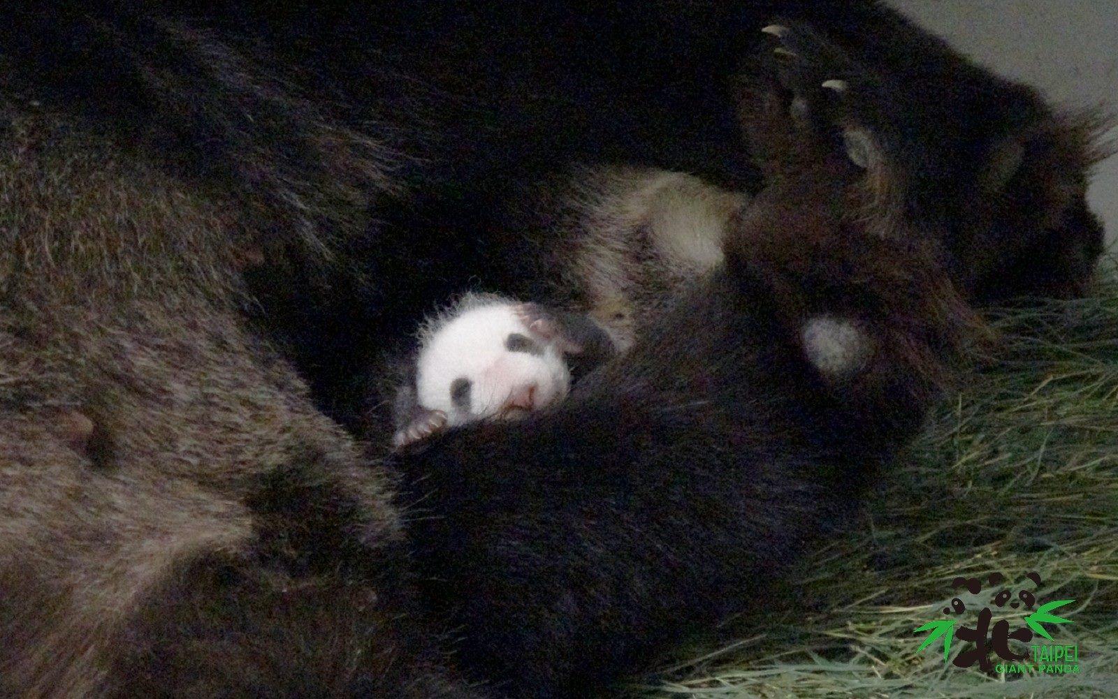 「圓仔妹」成功回到「圓圓」的懷抱，未來一週極為關鍵。（台北市動物園提供）