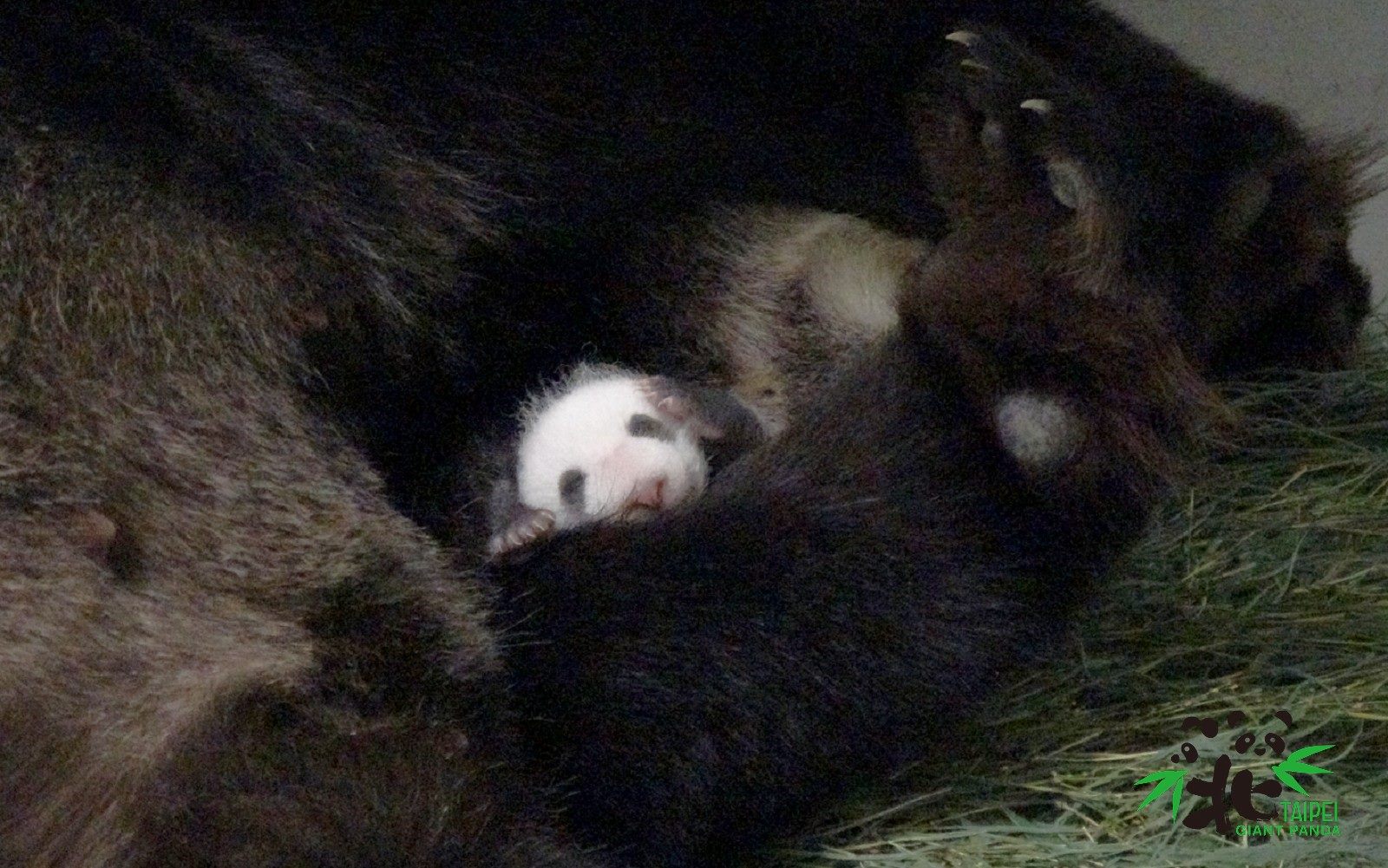 「圓仔妹」成功回到「圓圓」的懷抱,未來一週極為關鍵。(台北市動物園提供)