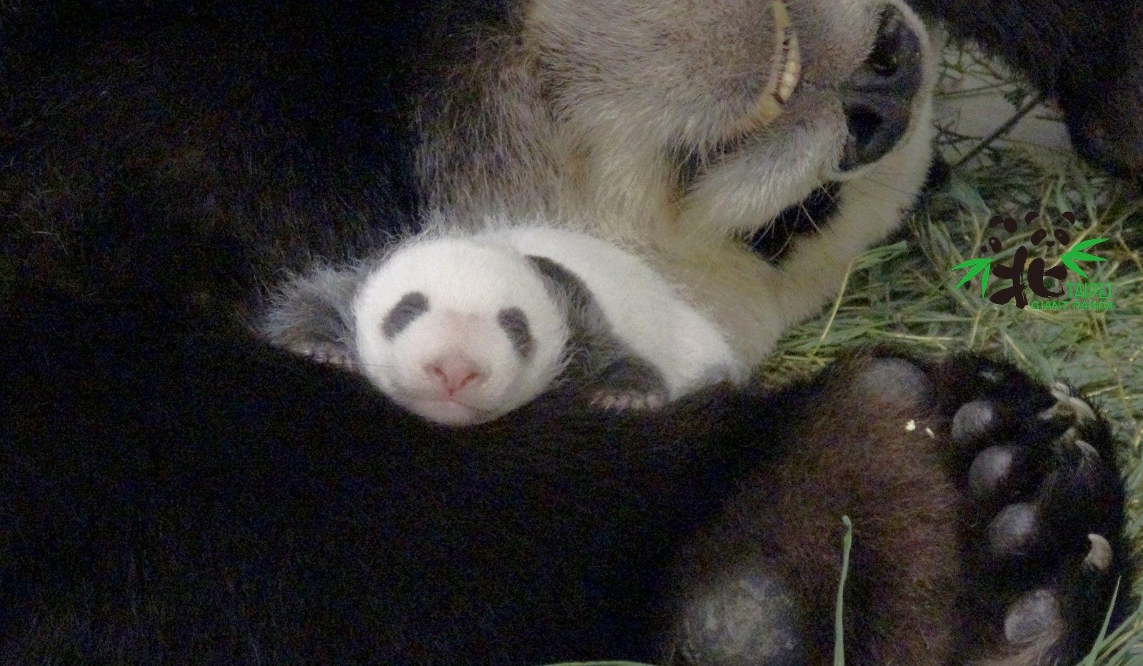 「圓圓」和「圓仔妹」睡得很熟。（台北市動物園提供）