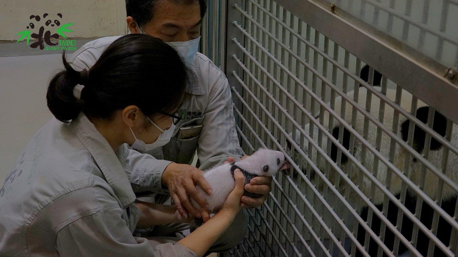 寶寶發出叫聲，「圓圓」用舌頭溫柔地舔舐。（台北市動物園提供）