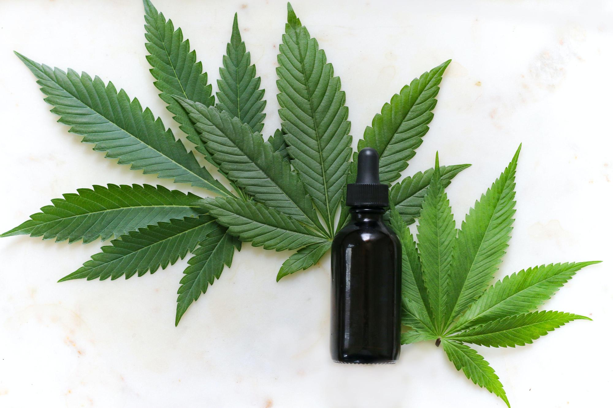 大麻在日本尚未合法,近年因大麻被關的年輕人越來越多。(圖為大麻葉,非拿來吸食的雌性大麻花,Unsplash)