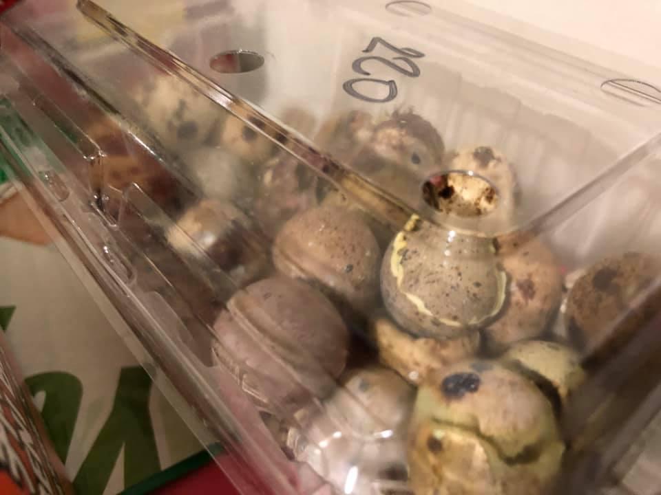 雲林有網友買了一盒鵪鶉蛋回家，結果竟孵化出十幾隻鵪鶉寶寶。（翻攝自西螺囝仔(Xiluo)臉書社團）