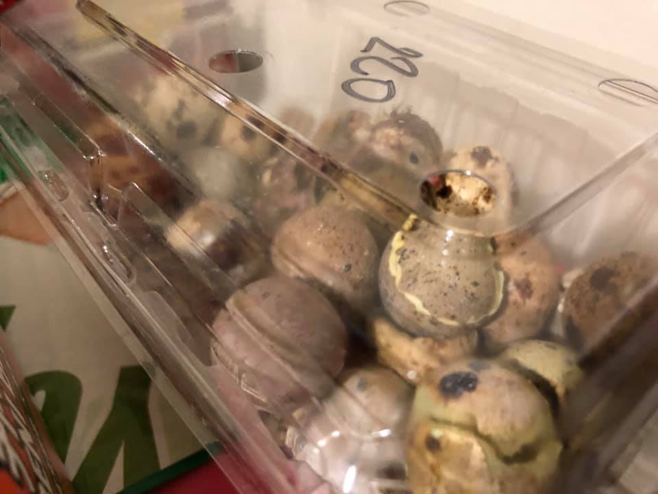 雲林有網友買了一盒鵪鶉蛋回家，結果竟孵化出十幾隻鵪鶉寶寶。（翻攝自西螺囝仔(Xiluo)臉書社團）