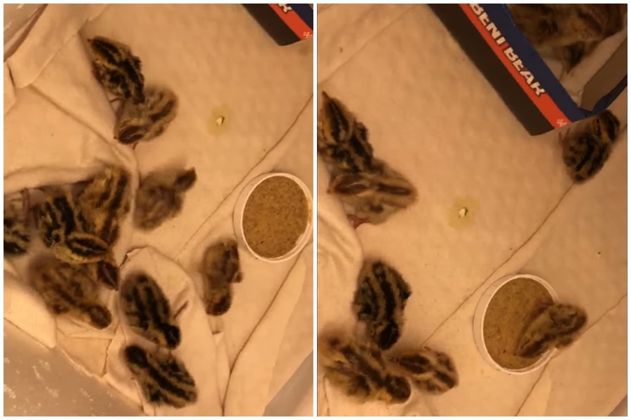 雲林有網友買了一盒鵪鶉蛋回家，結果竟孵化出十幾隻鵪鶉寶寶。（翻攝自西螺囝仔(Xiluo)臉書社團）