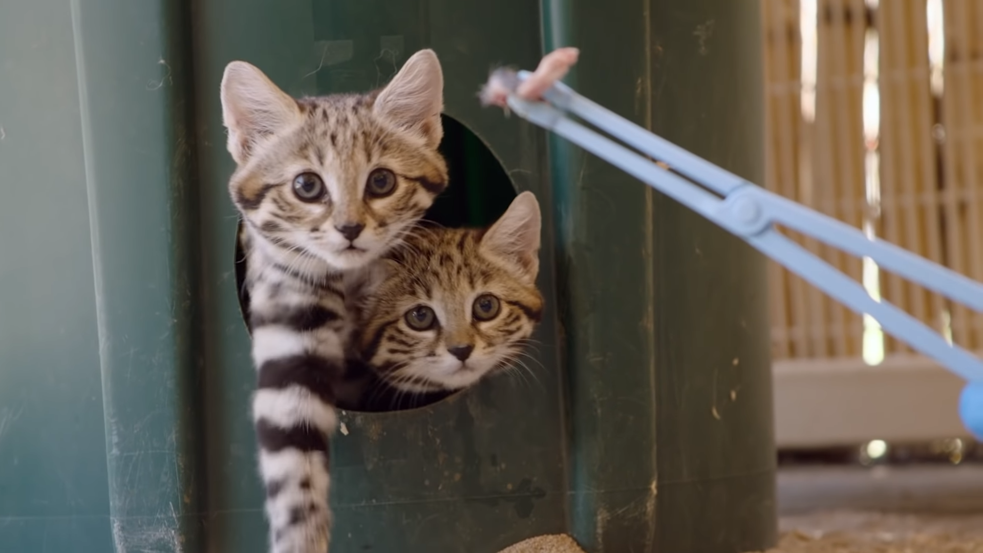 兩隻黑足貓幼仔嘗試吃肉。（翻攝自San Diego Zoo Safari Park YouTube頻道）