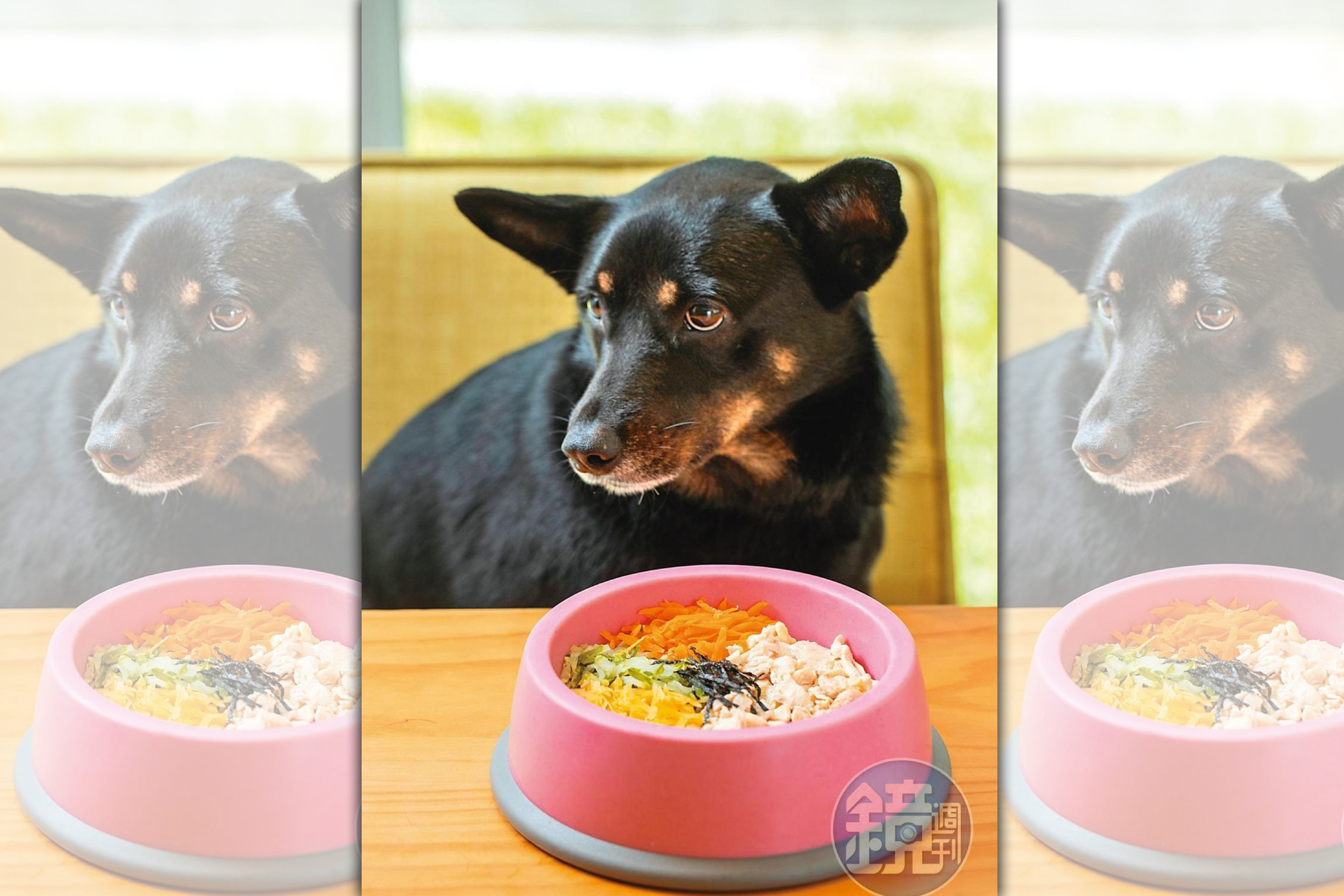 動物和人一樣需要控制體重，飼主需多留意不要「寵壞」毛孩了。圖為示意圖。（本刊資料照）