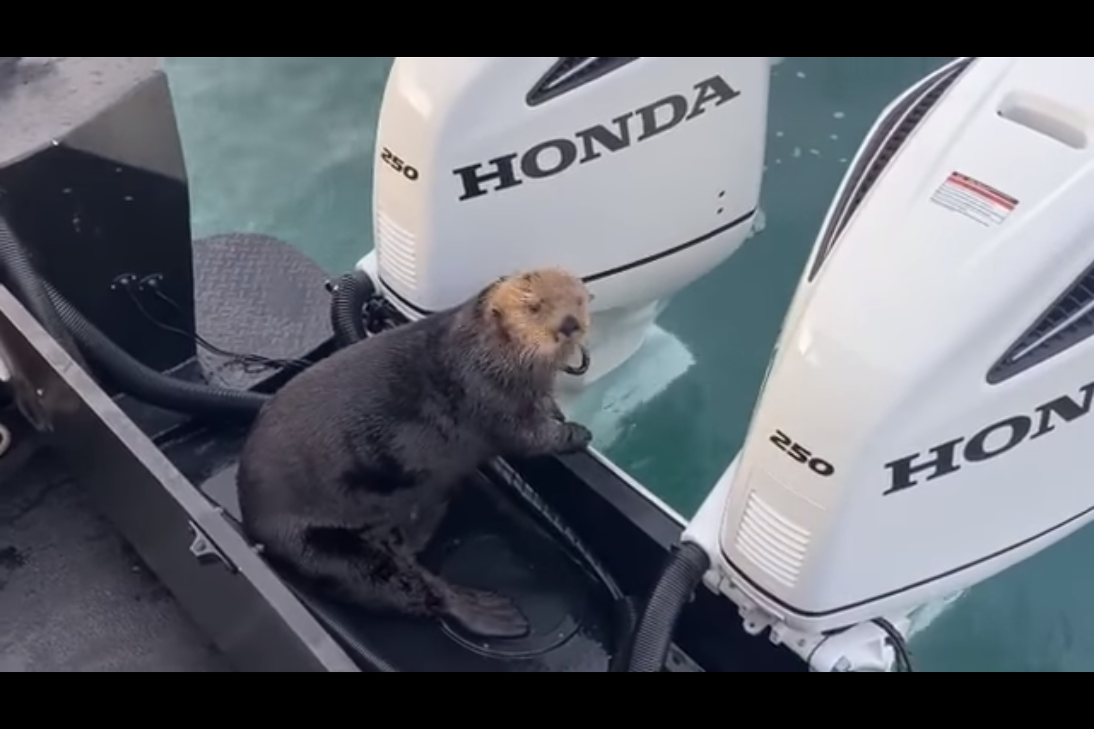 海獺為了逃避虎鯨追殺而跳上觀光船。（翻攝Coldwater Alaska）