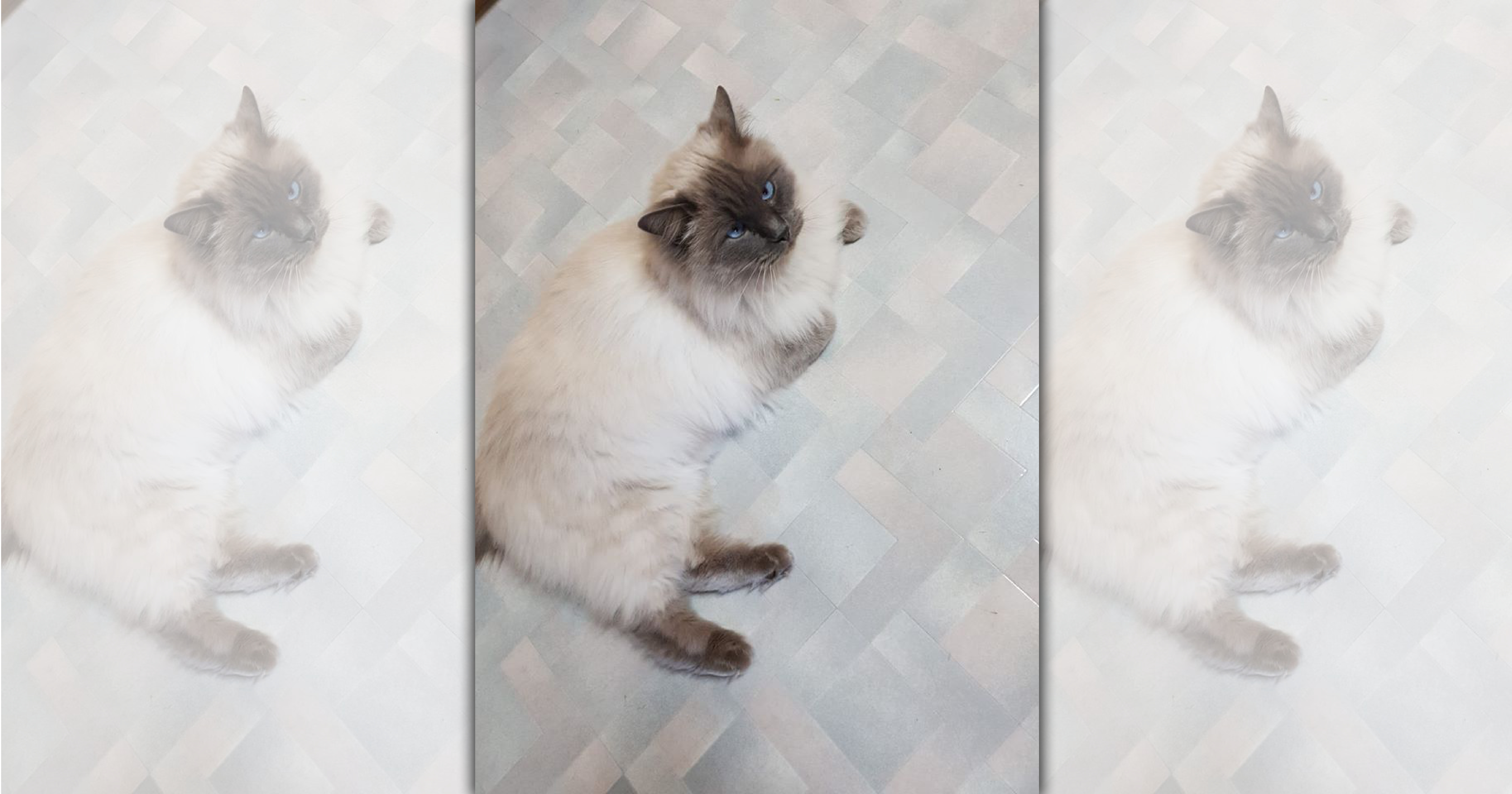 布偶貓雷吉很有個性，可以忍受4個狂暴的孩子，但忍不了家裡有其他貓狗！（翻攝My house, not my cat社團）