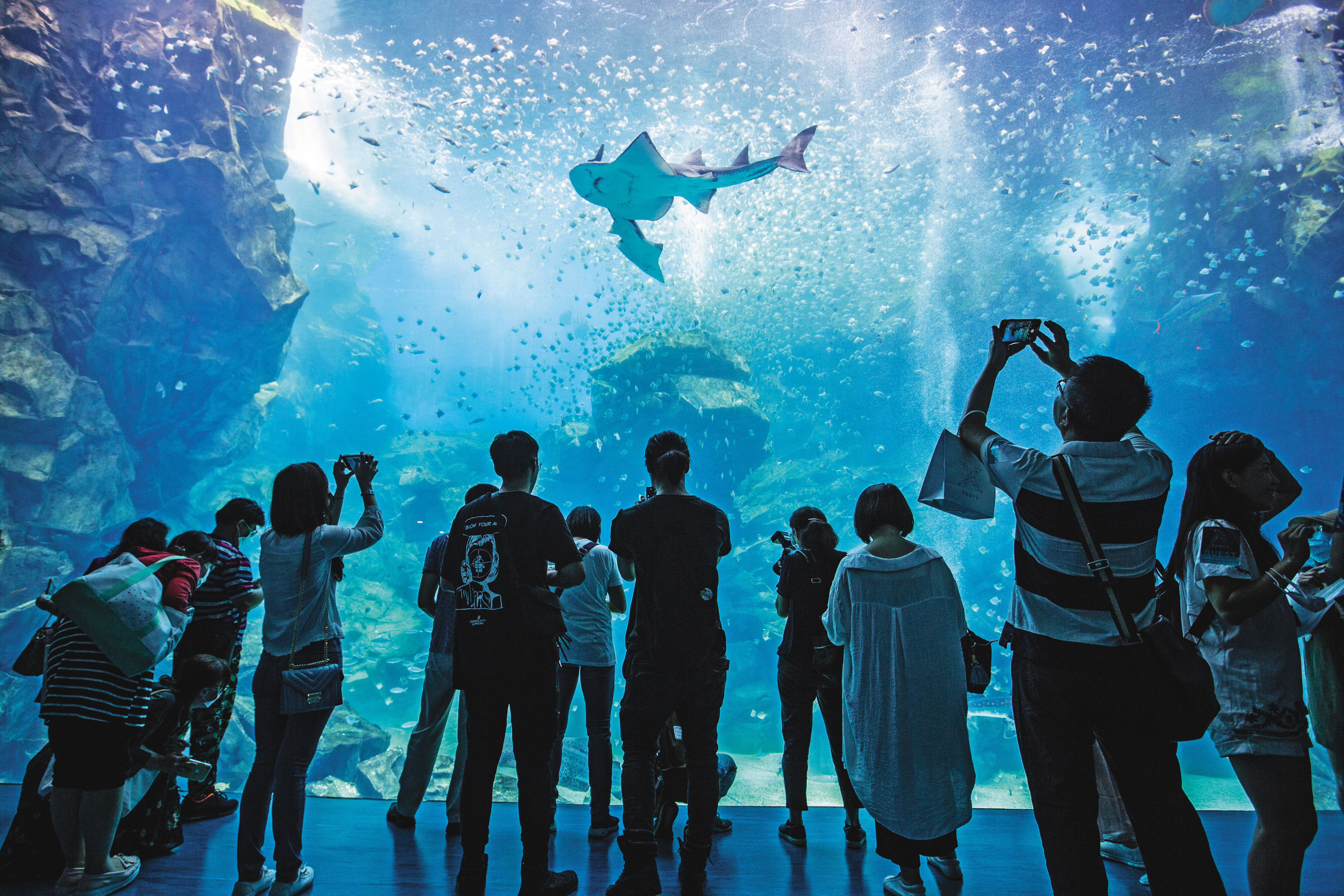 一踏進Xpark，會看到挑高8公尺、寬12公尺的露天大水槽，內有超過6,000隻銀鱗鯧漫游。