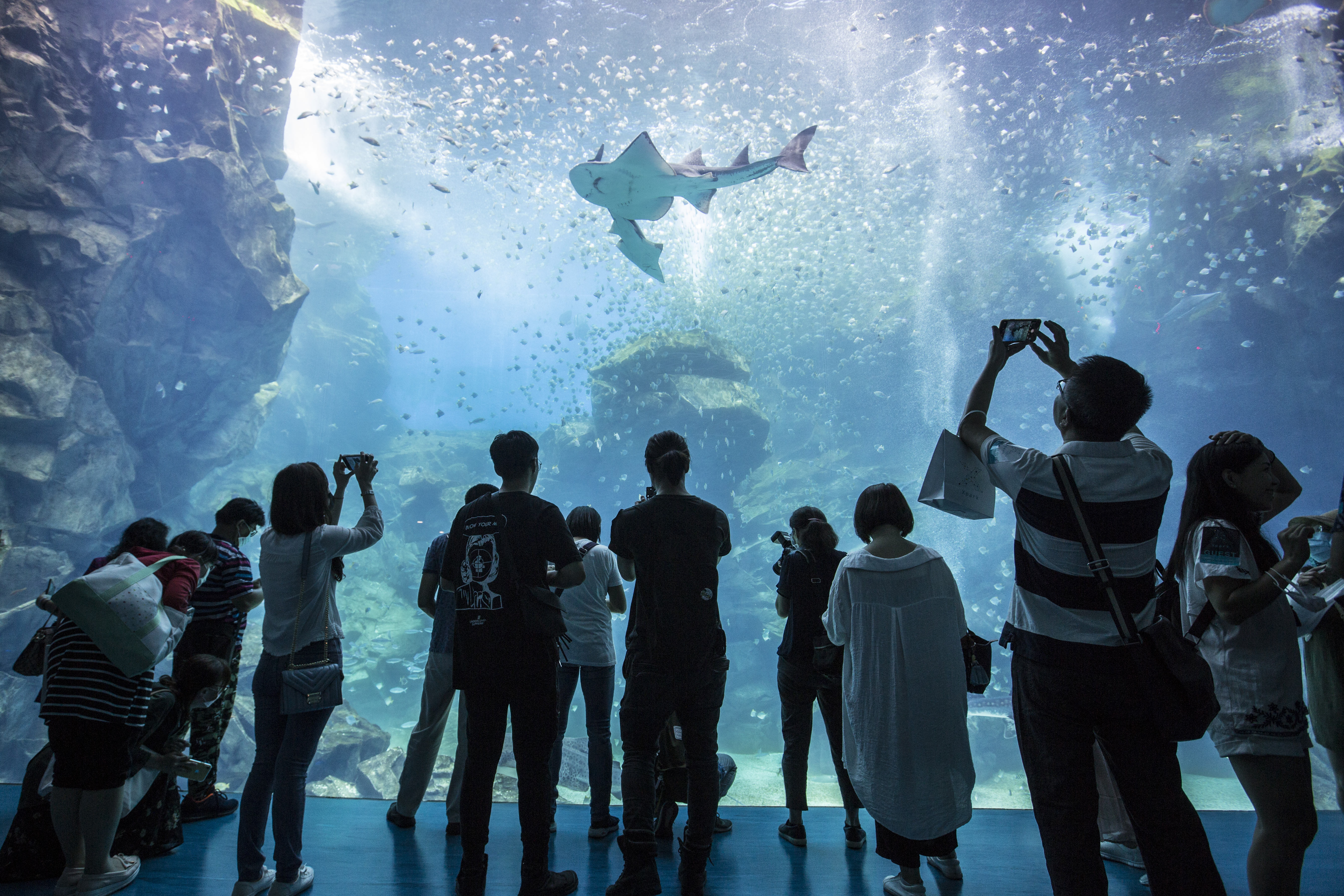 蔡宗翰喜歡魚，這次乾脆和日本西武集團合作，在台推出最美水族館Xpark。