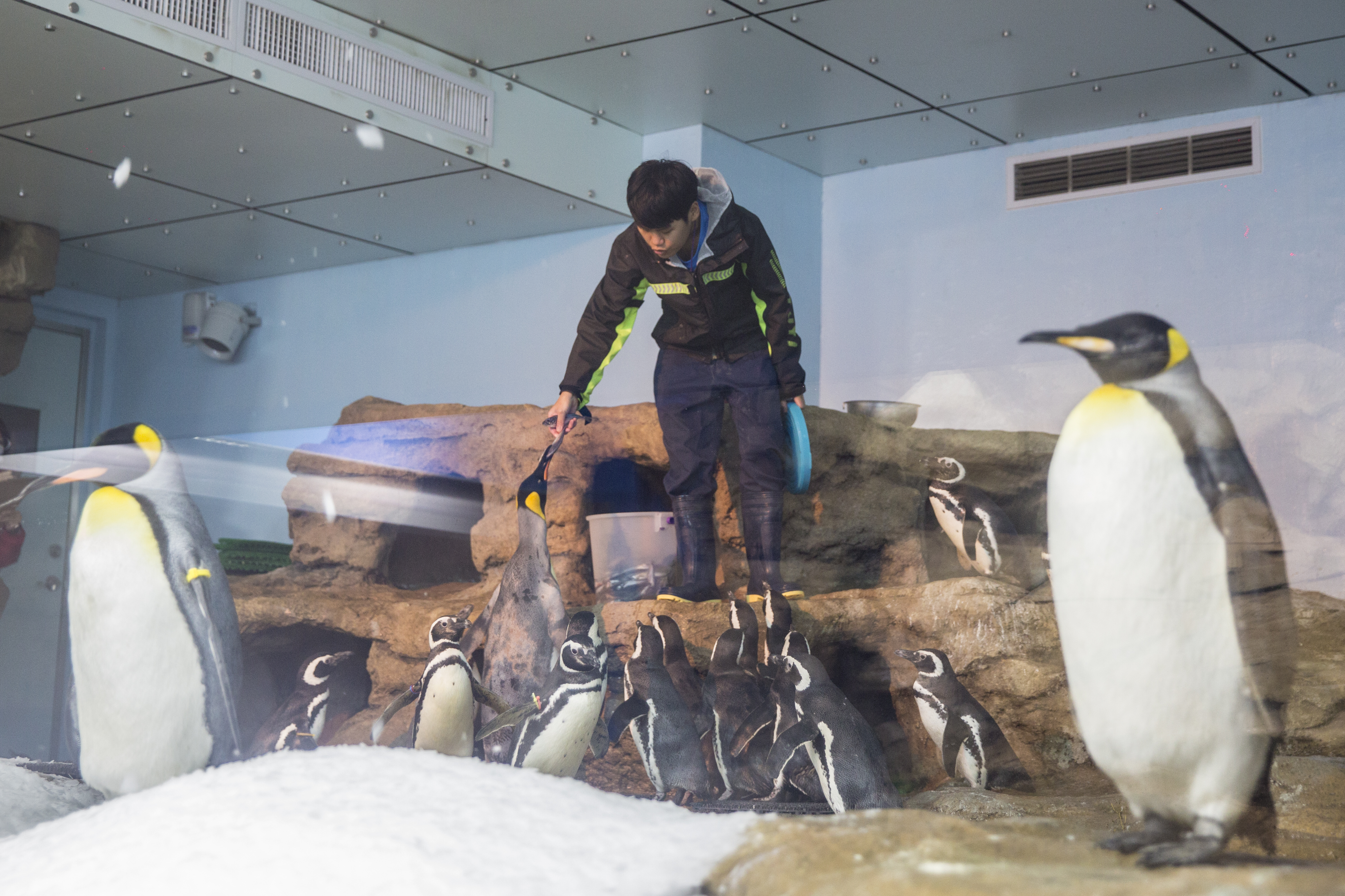 除了國王企鵝外，Xpark還引進國內首見的麥哲倫企鵝。