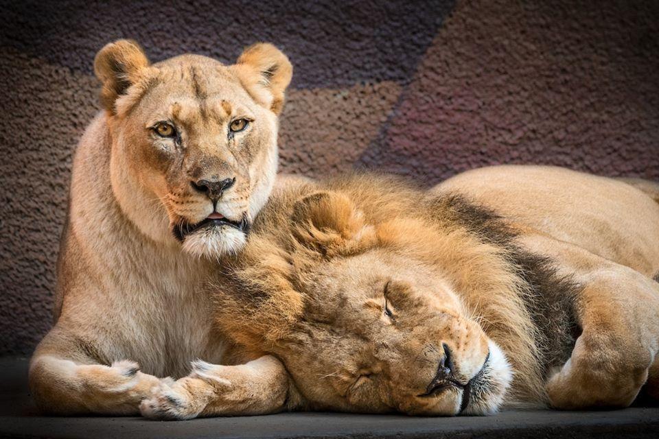 洛杉磯動物園的代表性動物休伯特與卡麗莎,上週一起接受安樂死,安詳離世。(翻攝洛杉磯動物園Facebook)