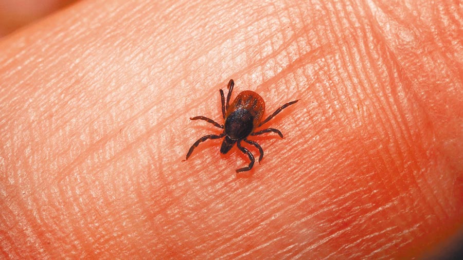 中國再度爆出有人感染新布尼亞病毒，目前已有7人死亡。（翻攝自新浪微博@北美新浪）