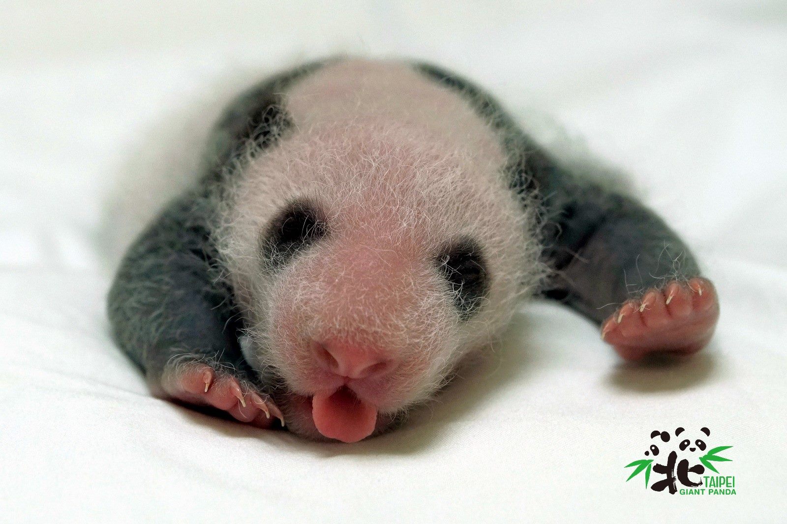 大貓熊是捲舌高手，圓仔妹練習給你看。（7月15日17日齡）。（台北市立動物園提供）