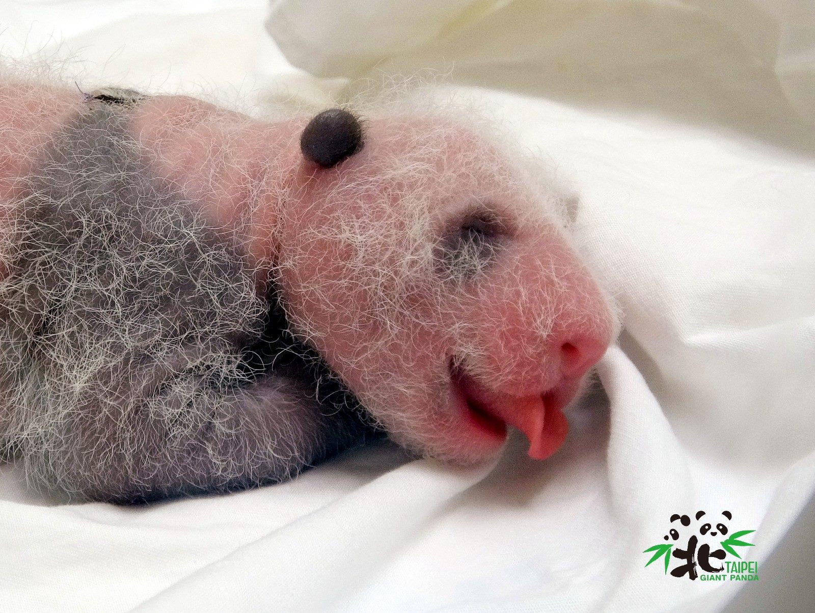 「圓仔妹」12日齡就看到牠喝奶時使出「捲舌功」。(台北市立動物園提供)