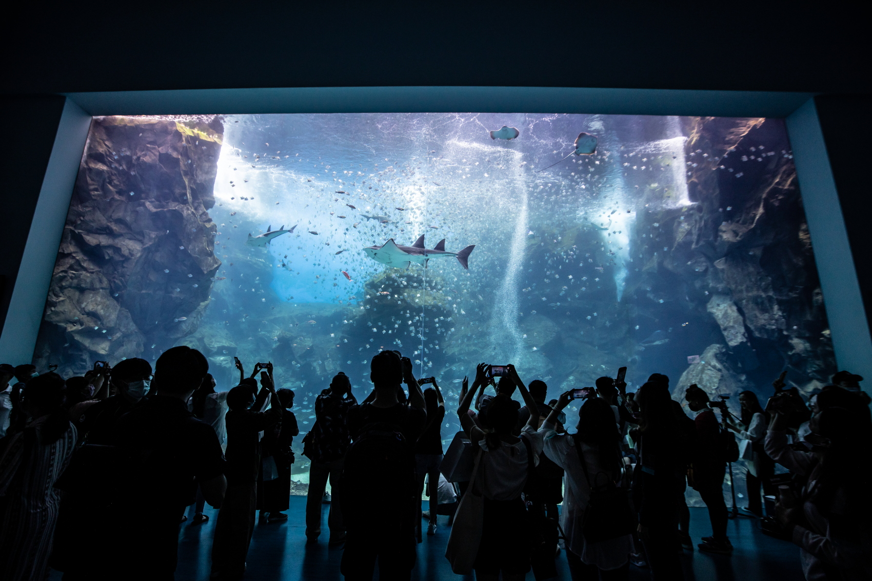 Xpark最受歡迎的是「福爾摩沙」展區的台灣大水槽。