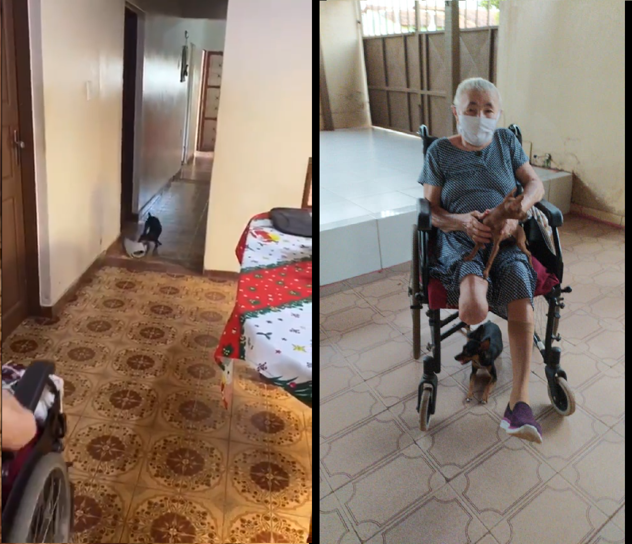 家中小狗莉莉(右下)替奶奶清道,拉拉(右上)最近也跟進。(翻攝安娜Twitter)