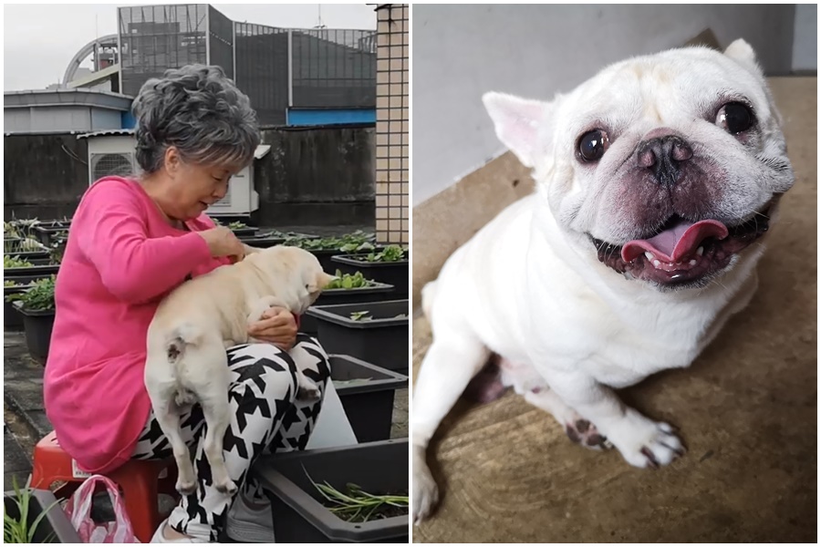 金孫「豆仔」最愛跑到阿嬤懷裡撒嬌討抱抱。(翻攝自《藝術家的法鬥&喵喵》臉書)