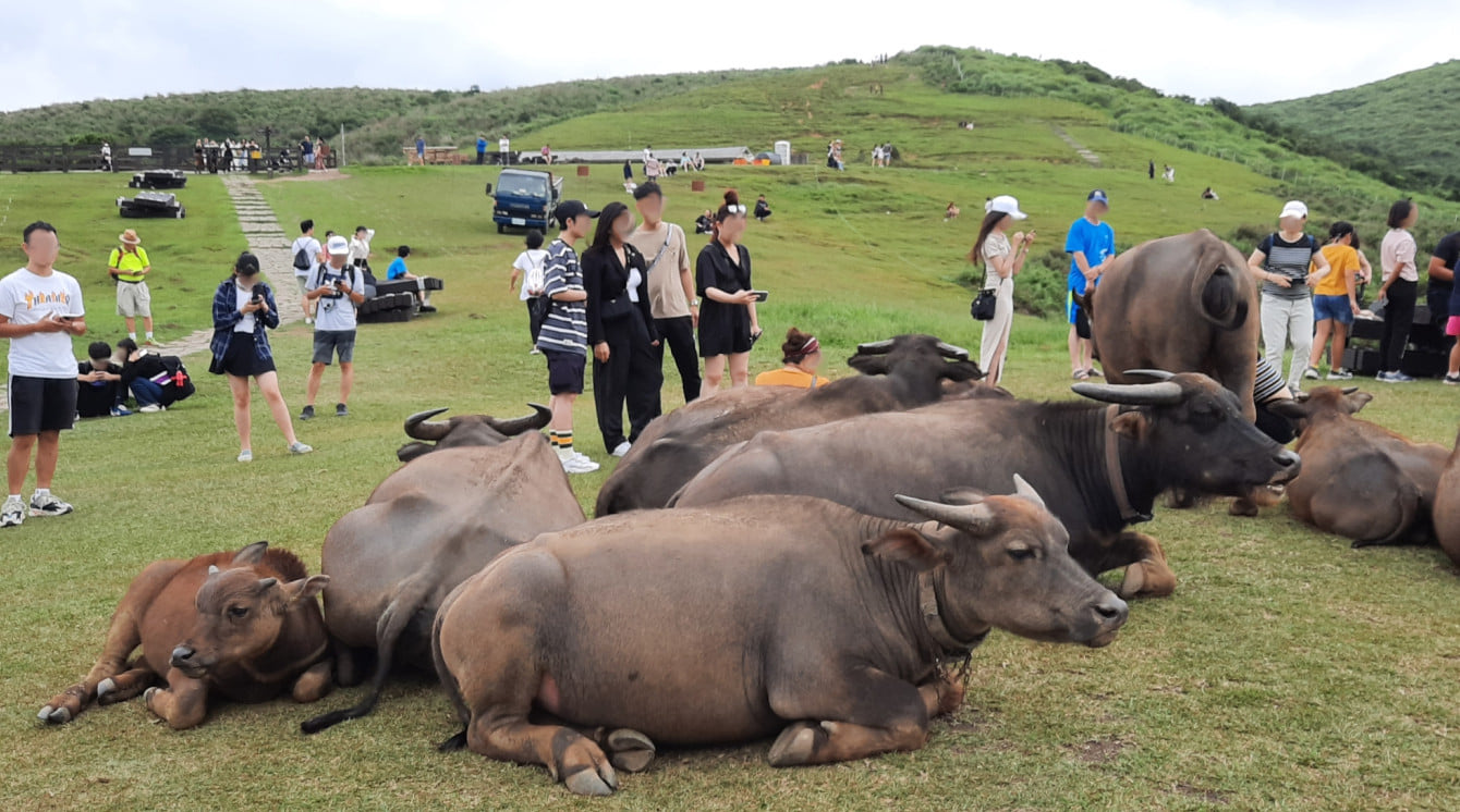遊客對擎天崗牛隻惡作劇已觸法。（翻攝自陽明山國家公園臉書）