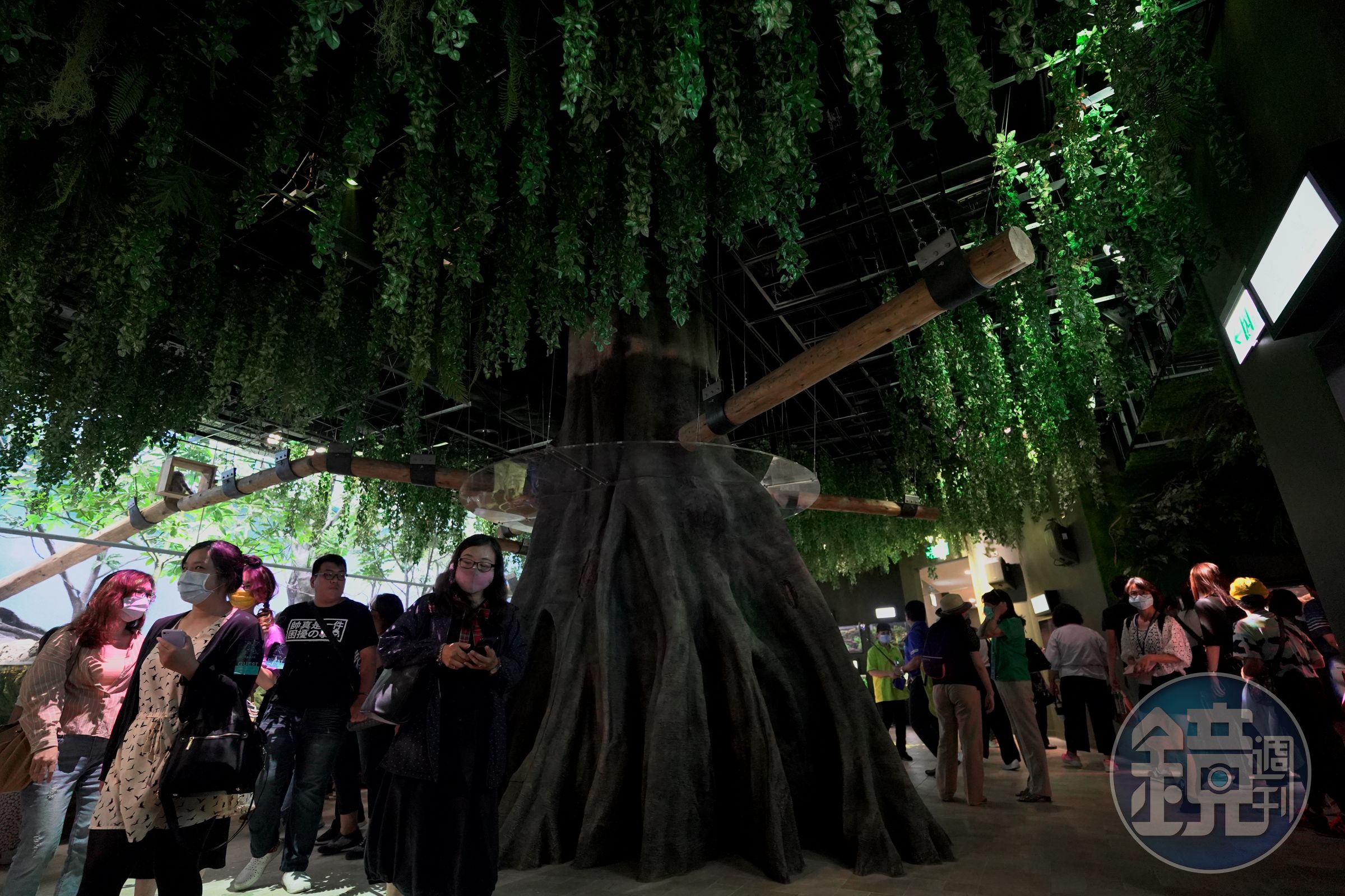 「雨林探險」展館引進自然光，因此鼎拉斯創意團隊特別設計出白天夜晚不同的雨林生態投影。