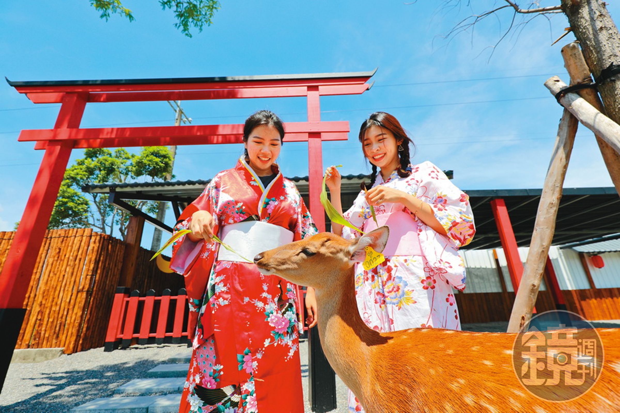 穿上日本浴衣，餵食梅花鹿，頓時有一種到了日本奈良的感覺。