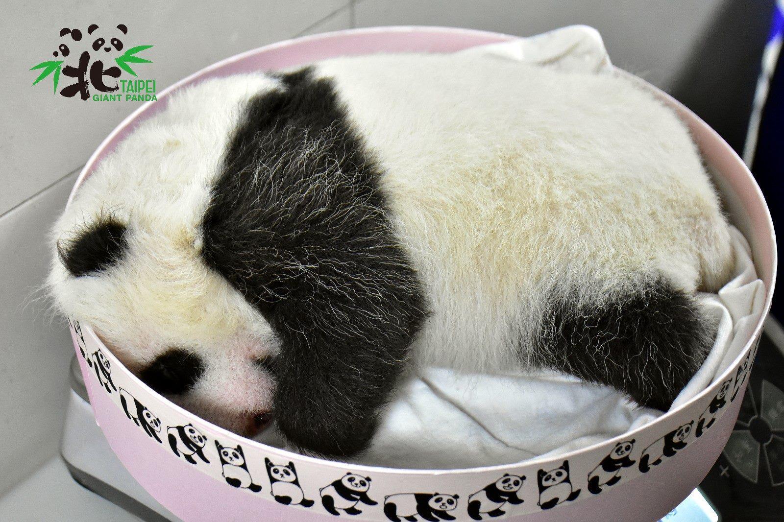 秤體重的盒子已經快裝不下「圓仔妹」了。(台北市立動物園提供)