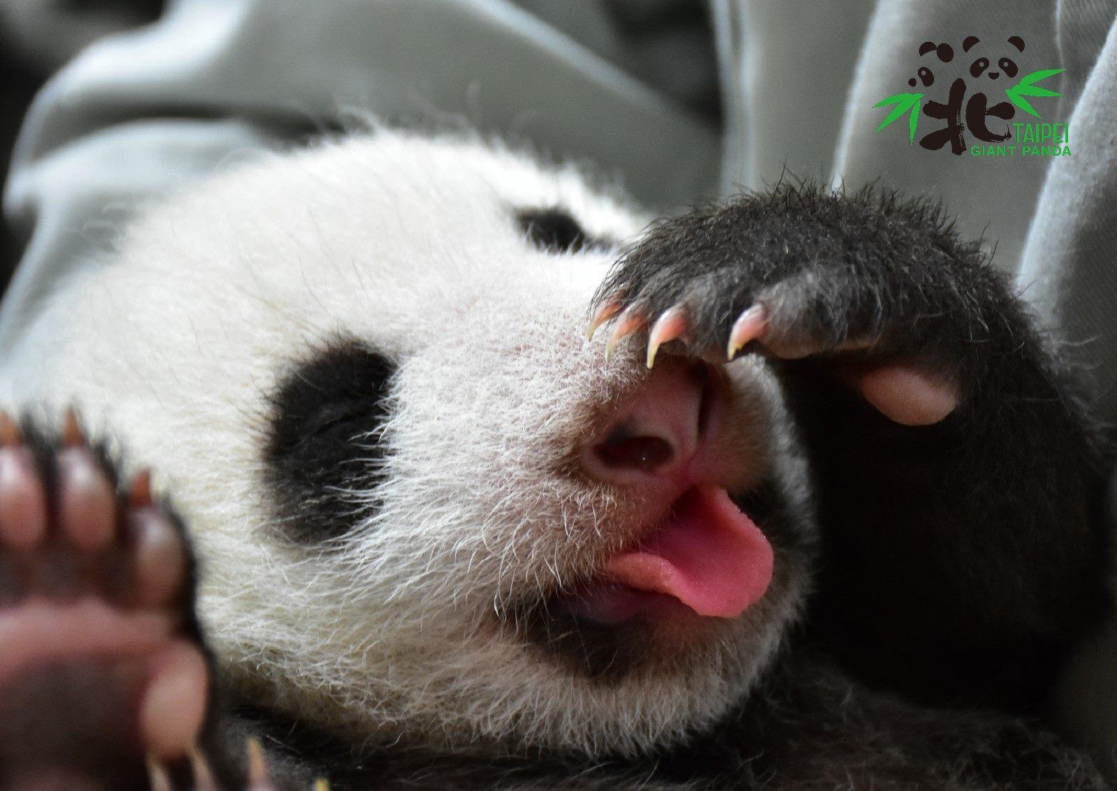 大貓熊寶寶要長大,靠媽媽不靠爸爸。(台北市立動物園提供)