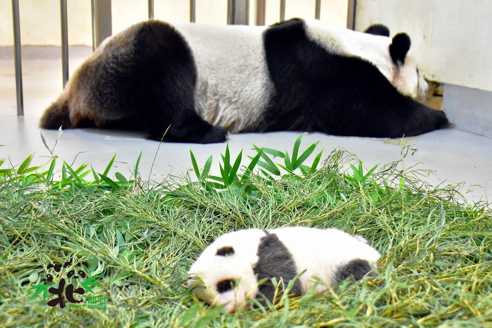 大貓熊「圓圓」和「圓仔妹」。(台北市立動物園提供)