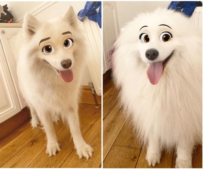 國外有飼主將自家的薩摩耶犬用濾鏡拍照PO網，圓滾滾的眼睛、配上細細的眉毛，類似迪士尼動畫《小姐與流氓》和《101忠狗》的風格。（翻攝自Snowdrops.and.stardust Instagram）