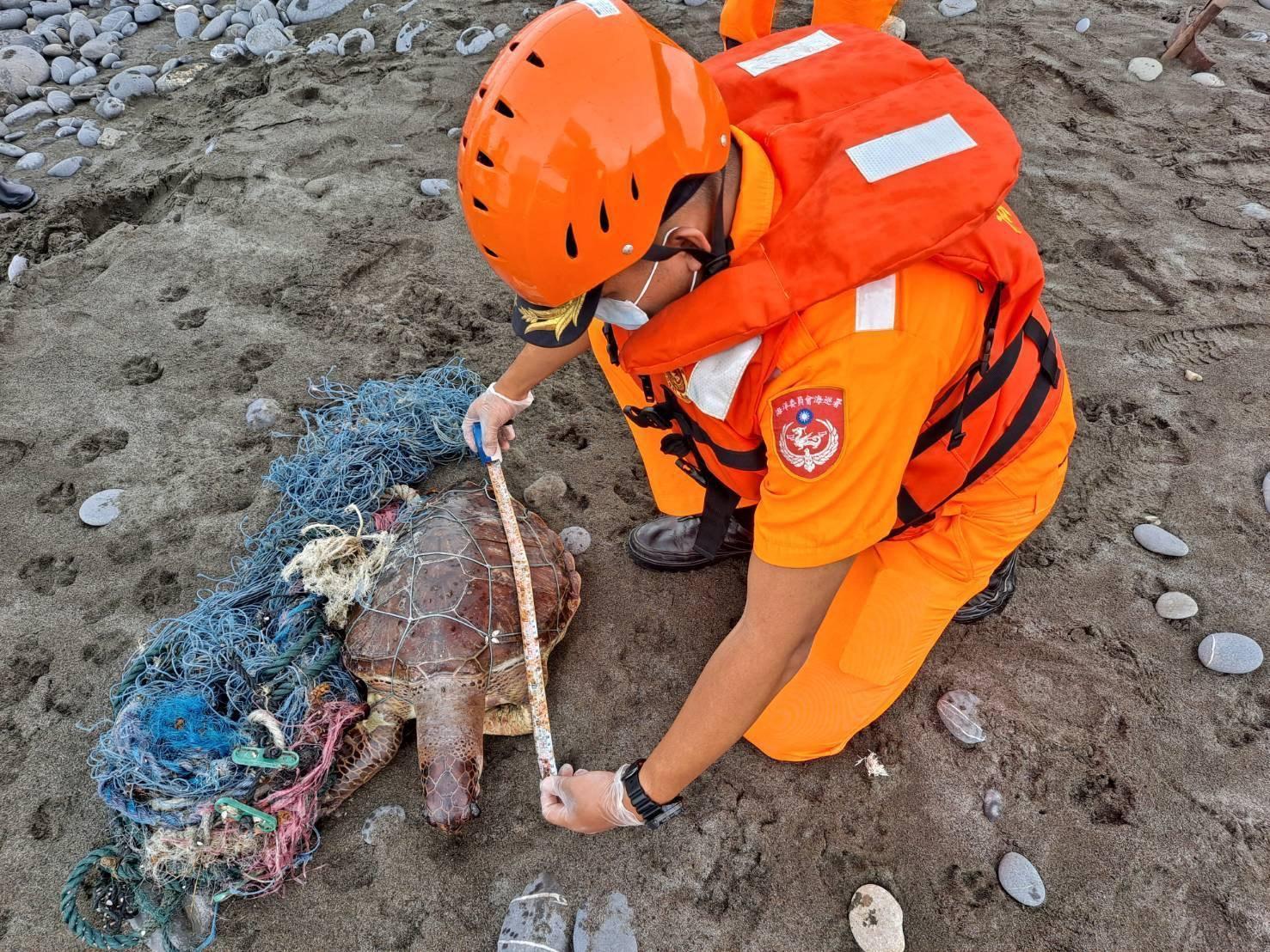花蓮磯崎海邊昨(11日)上午發現一隻被廢棄漁網纏繞、明顯死亡綠蠵龜,由於外觀保持完整,極具研究價值,已由花蓮縣農業處保育課領回。(翻攝自海巡署東部分署第一二岸巡隊)