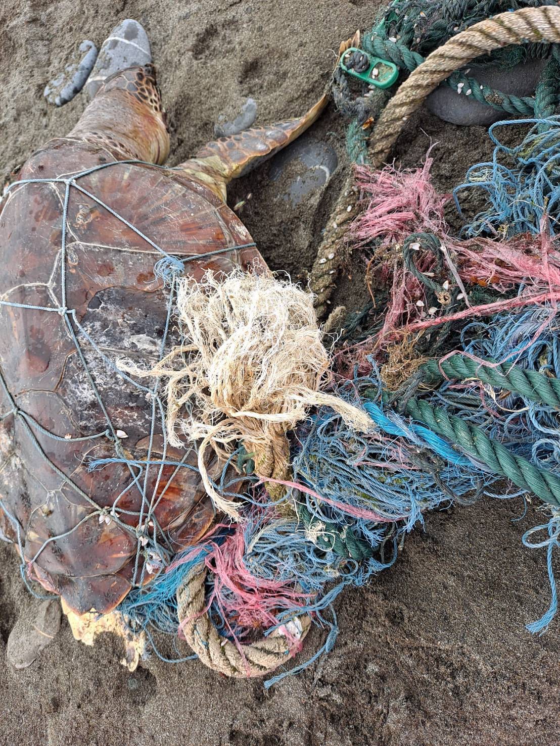 死亡海龜被廢棄漁網纏繞，已明顯死亡多時，且盾片有碎裂情形，背甲曲線長62公分、寬40公分。（翻攝自海巡署東部分署第一二岸巡隊）