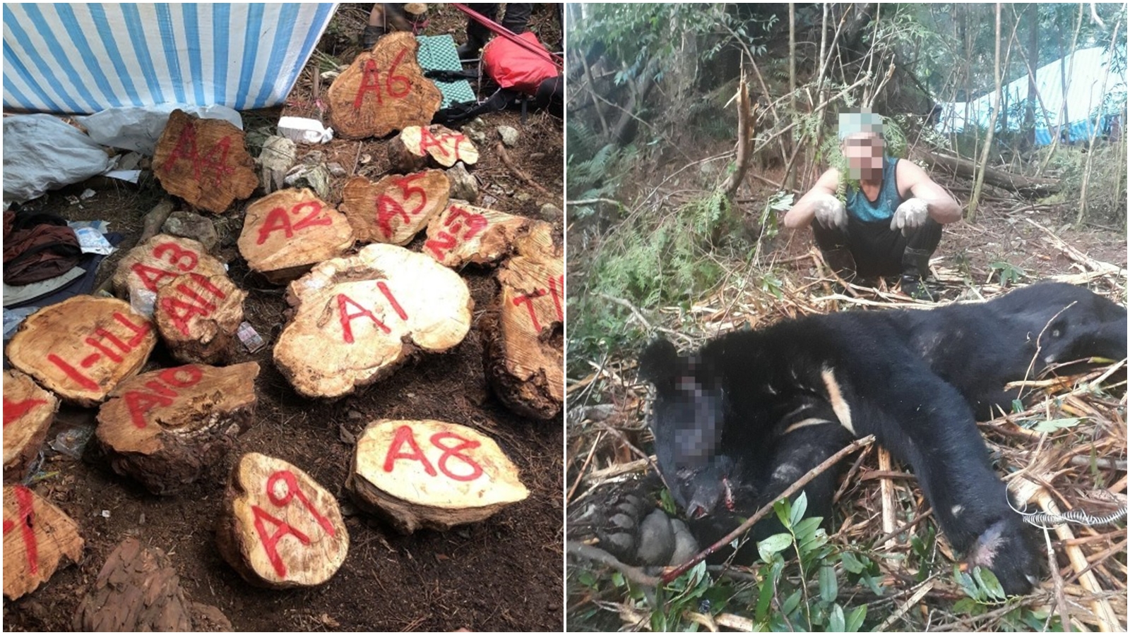 此次被檢警盯上並逮捕的山老鼠集團，不只砍伐珍貴林木，還殺害保育類動物並疑似宰來吃。（新竹林管處提供）