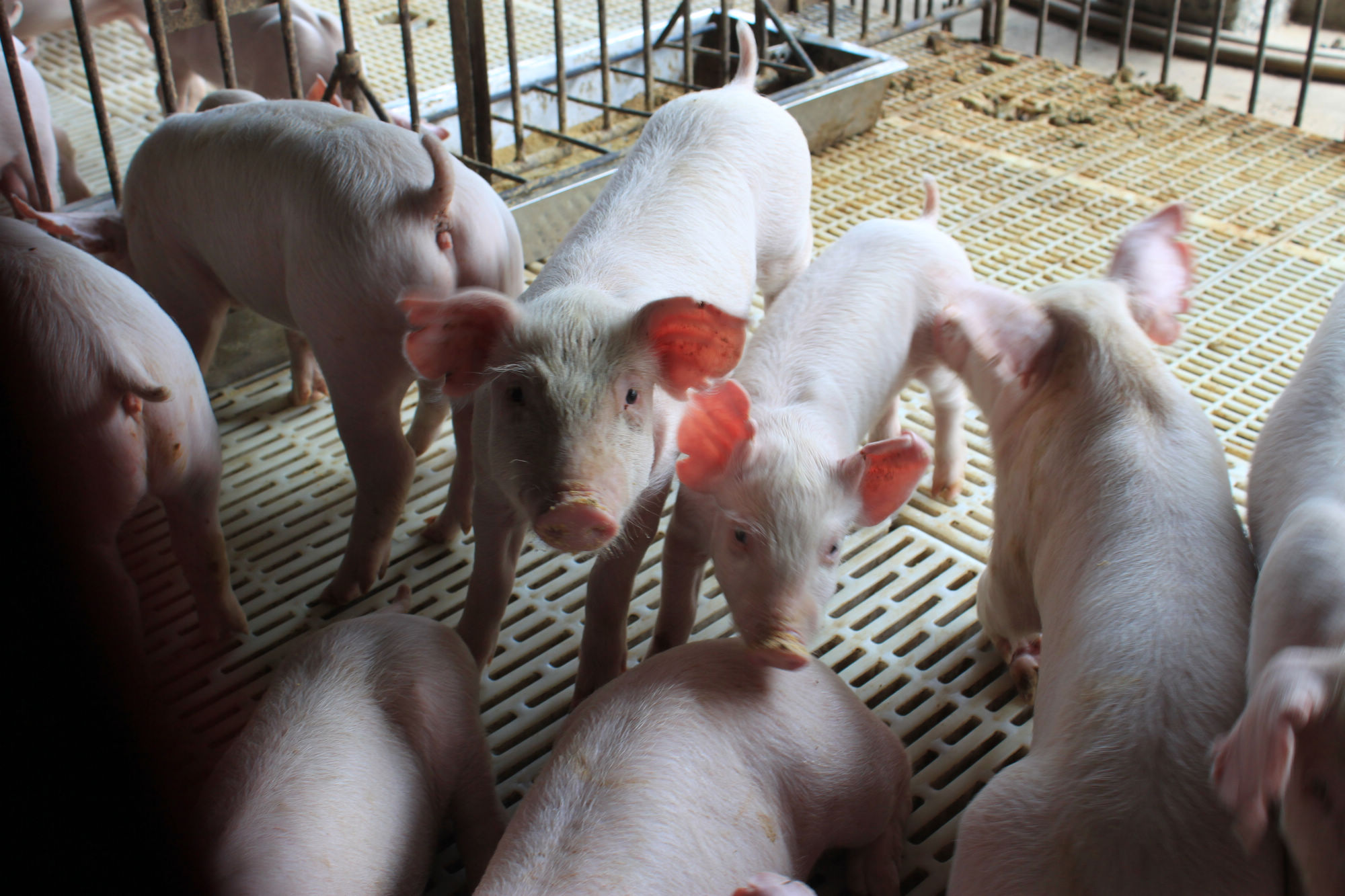 泰安與豬農合作推出「安康豬」，在飼料添加大麥、小麥，使肉質更甘甜。（泰安提供）