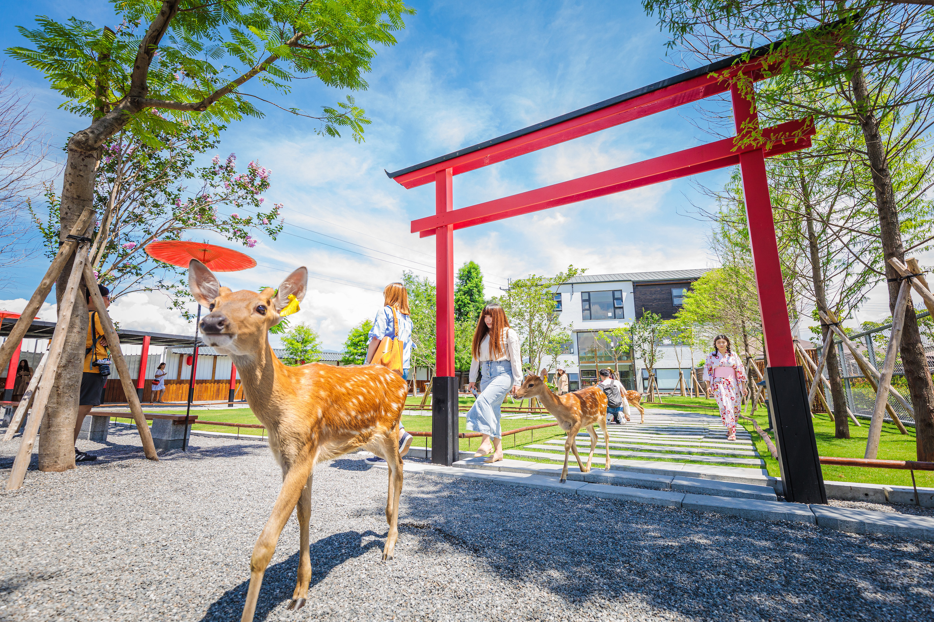 位於宜蘭的張美阿嬤農場，有許多相當可愛的梅花鹿，搭配農場內部日式風格的造景，儼然有種偽出國的風味。