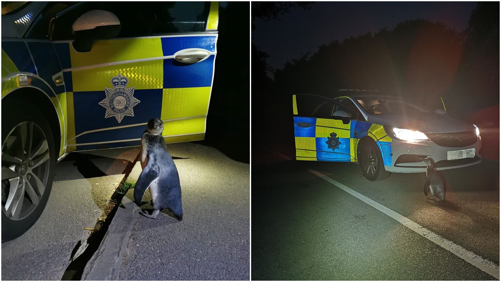 英國警方分享凌晨巡邏遇到的有趣經驗，竟在大馬路上看見企鵝。（翻攝自Broxtowe North Police臉書）