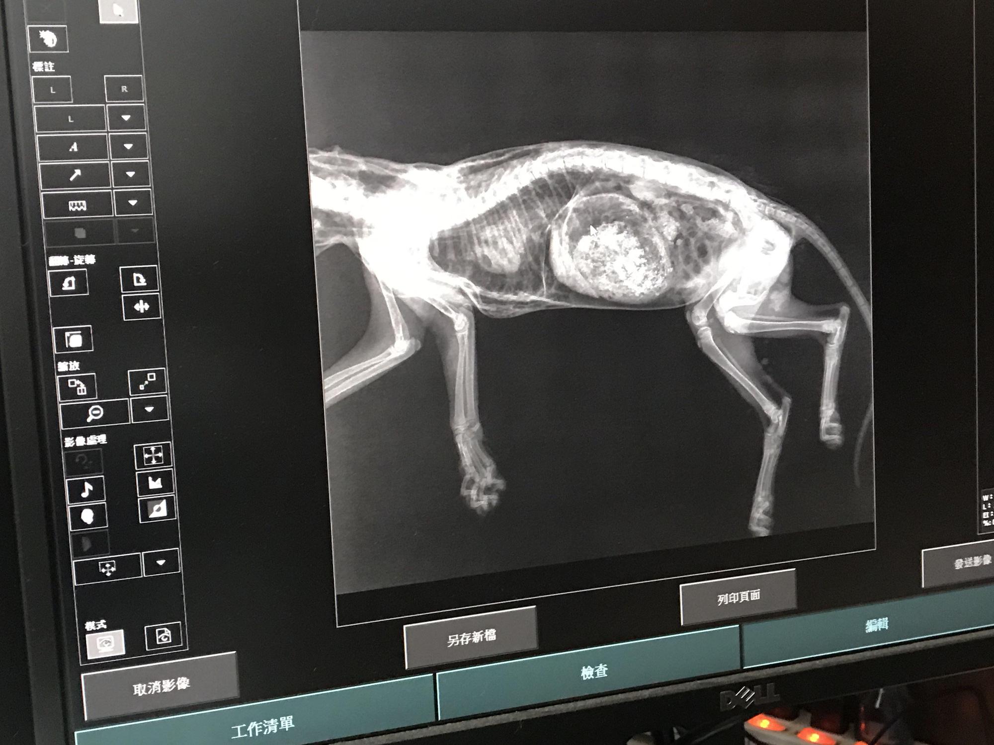 苗栗縣政府農業處表示,此次路殺的石虎才4個月大,獸醫檢查死因為撞擊造成,是今年140線道發生的首起路殺。(翻攝自苗栗縣政府農業處)