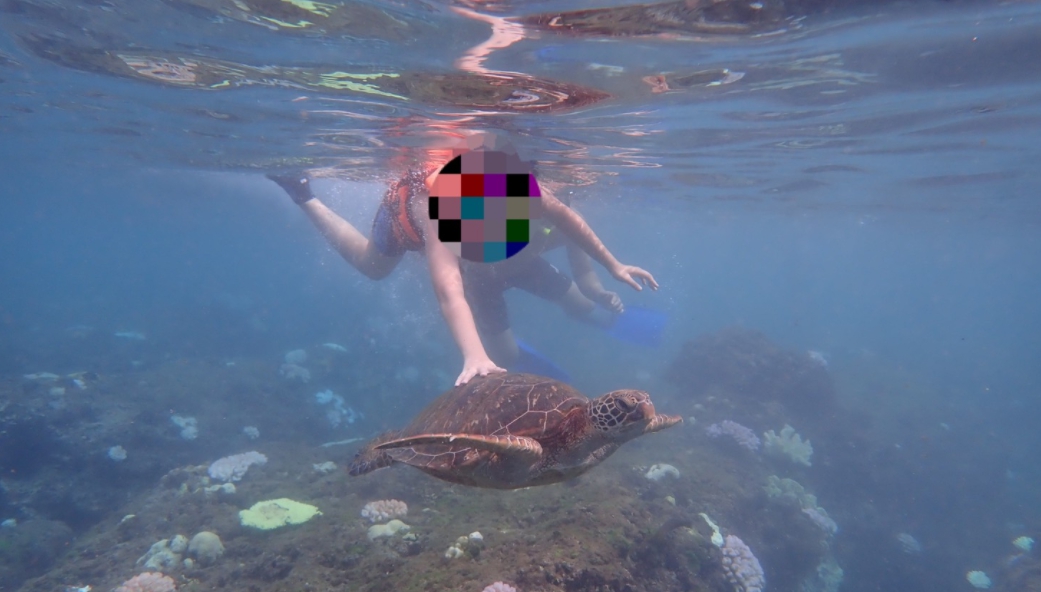 11歲國小男童摸海龜觸法，由於未滿12歲，海巡人員當場告誡家長並致電學校加強教育。（海巡署提供）