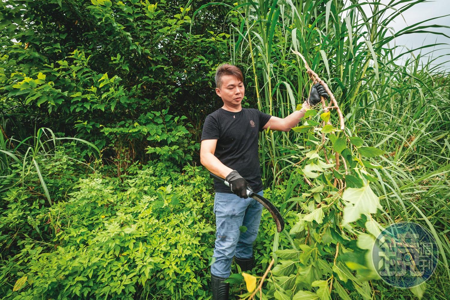 簡宜賢過去常出門到野外採青草，不止勞累，還會遇見蛇、螞蟻窩等，有一定的危險性。